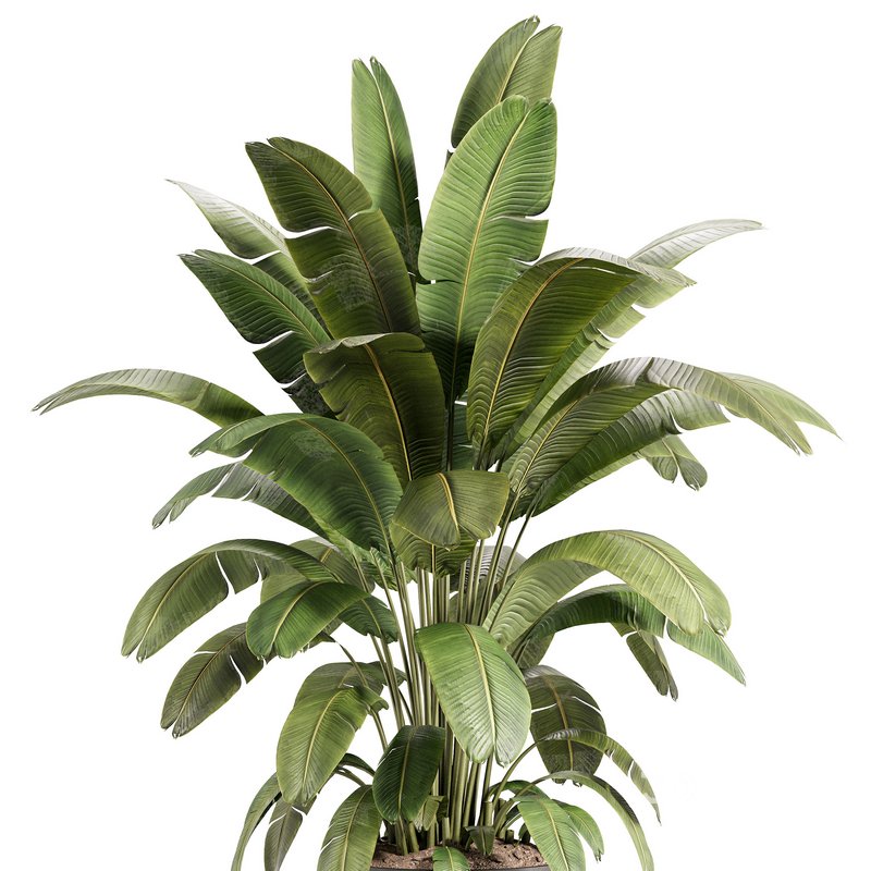 Banana Plant in Matte Black Planter Image 4