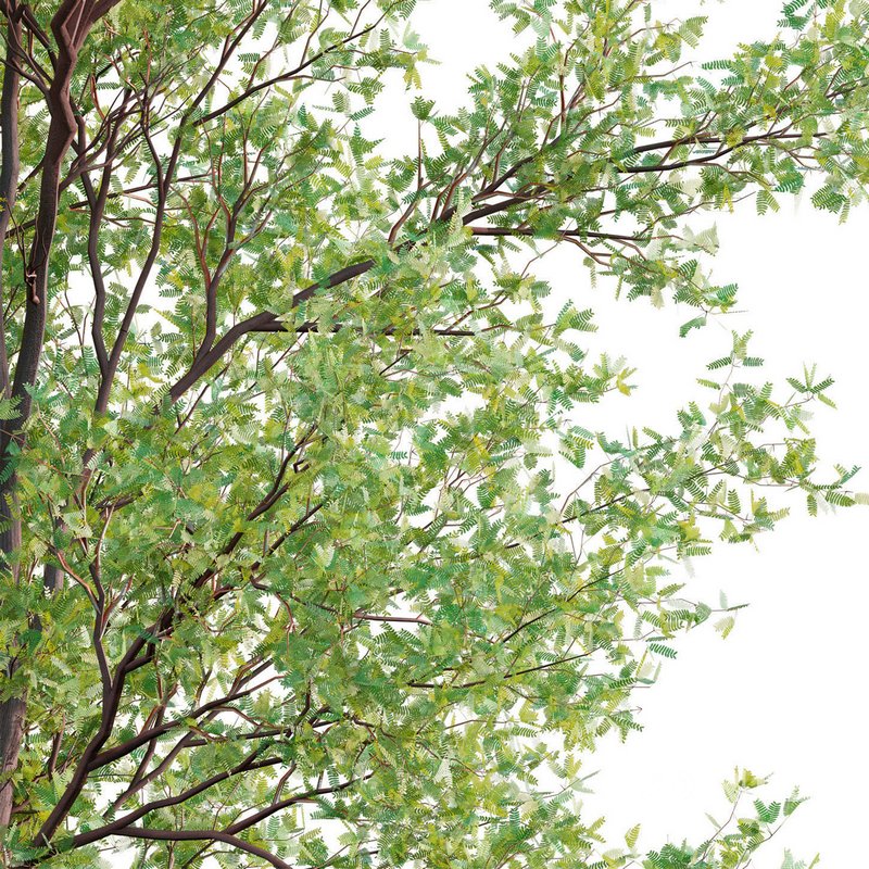 Prosopis Chilensis – Chilean Mesquite – Group 02 Image 4