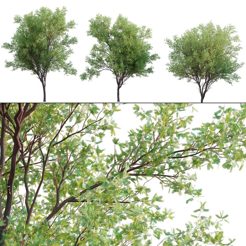 Prosopis Chilensis – Chilean Mesquite – Group 01 Image 1