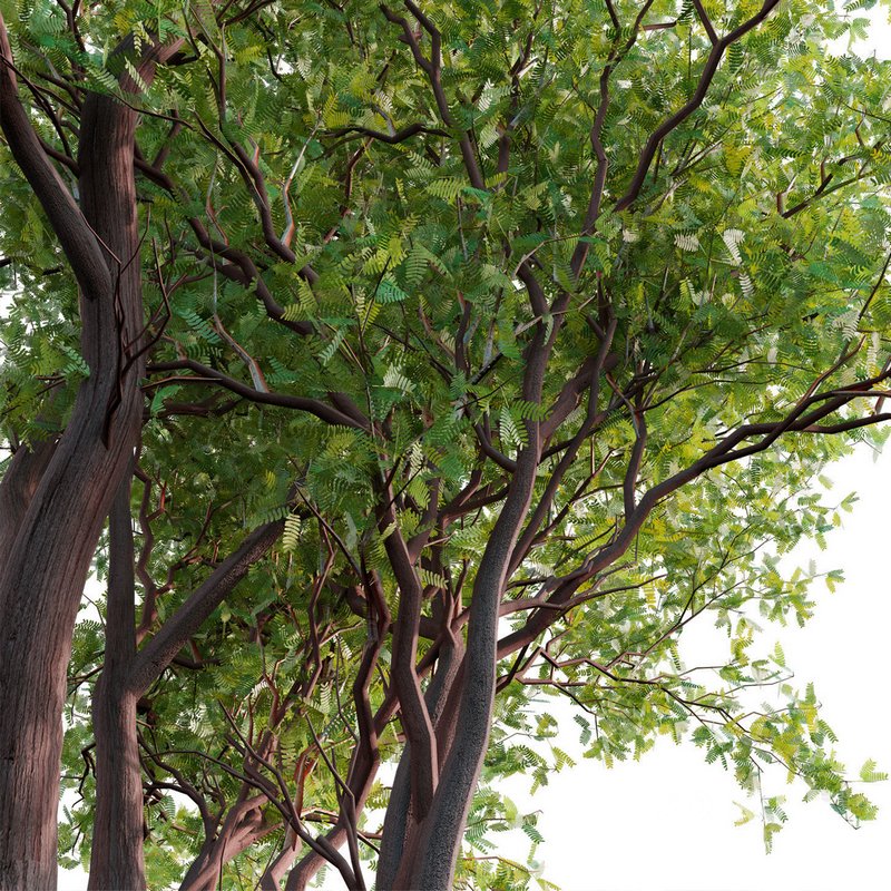 Prosopis Chilensis – Chilean Mesquite – Group 02 Image 3
