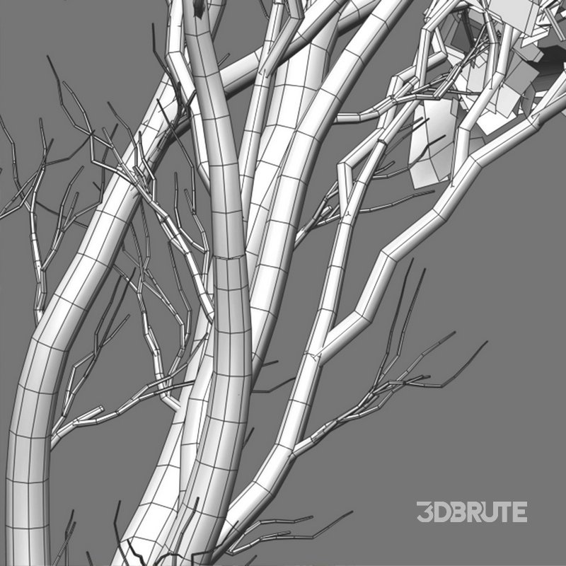 Prosopis Chilensis – Chilean Mesquite – Group 02 Image 2