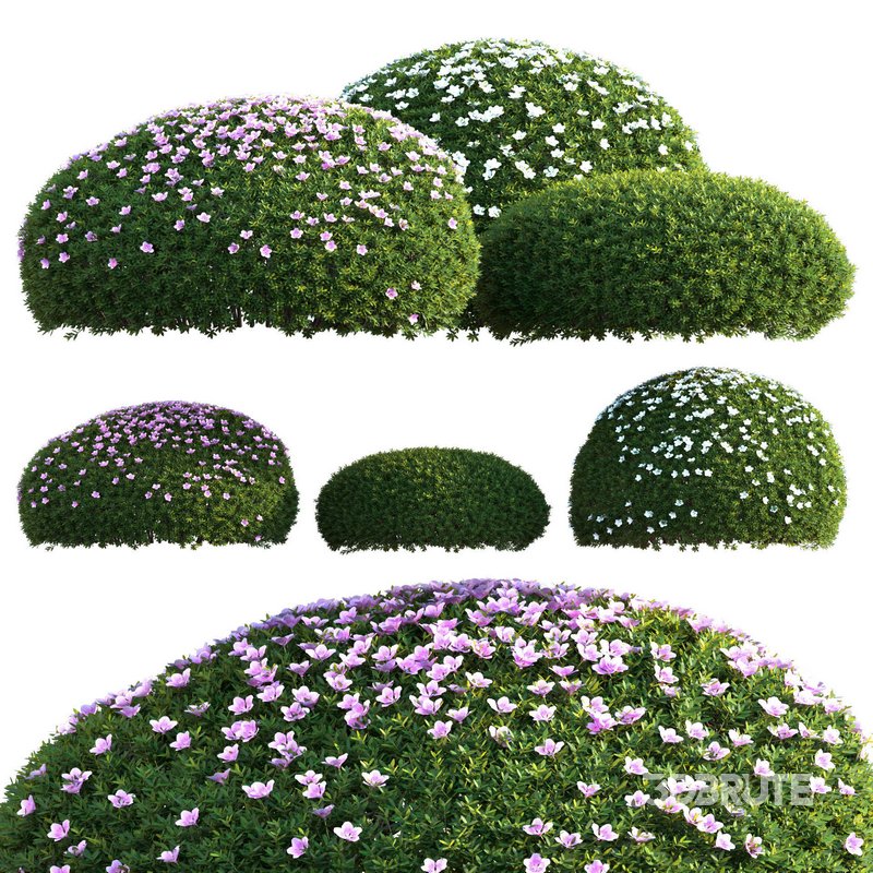 Rhododendron – Impatiens sodenii 01 Image 1