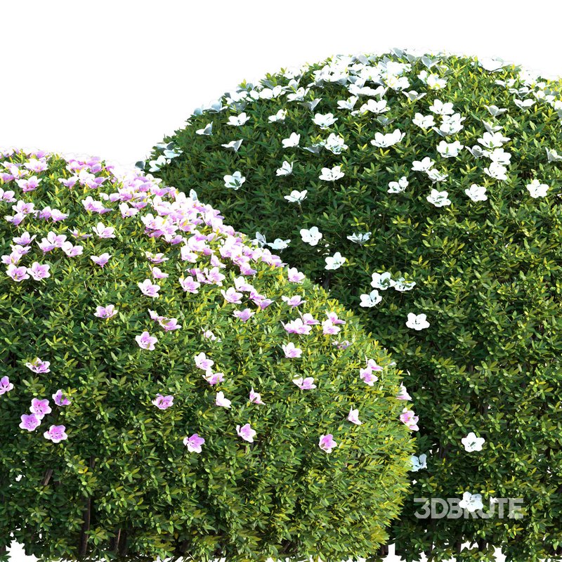 Rhododendron – Impatiens sodenii 01 Image 2