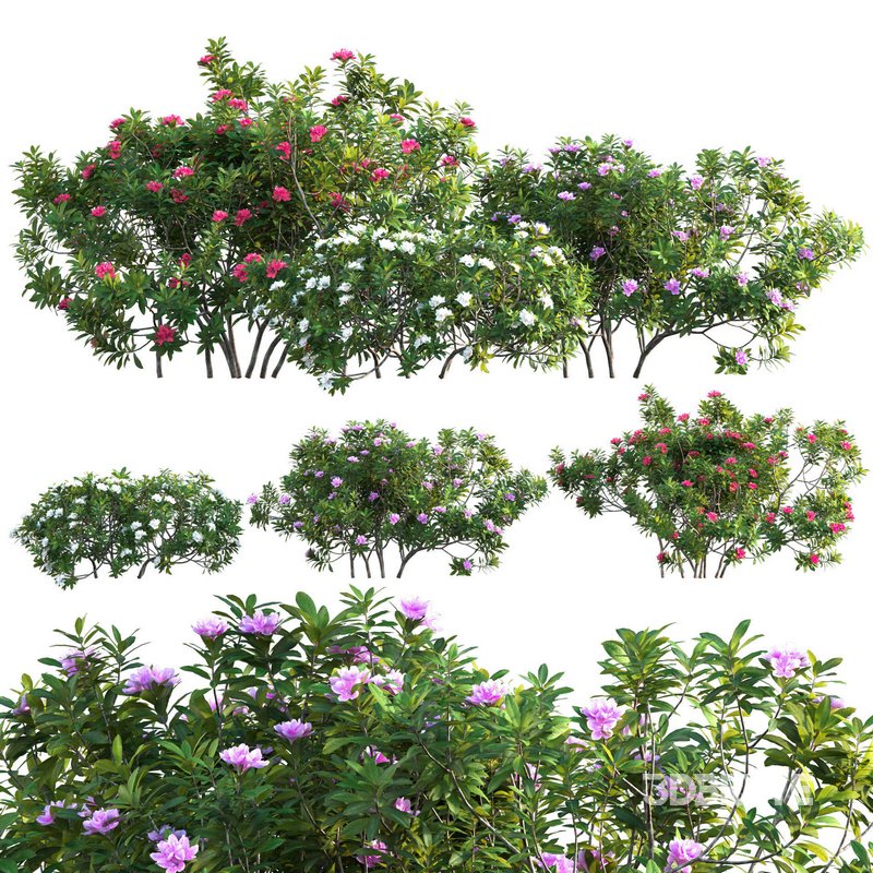 Rhododendron – Impatiens sodenii 02 Image 1