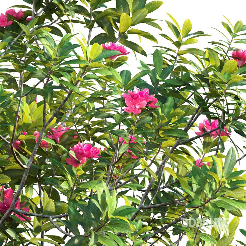 Rhododendron – Impatiens sodenii 02 Image 2