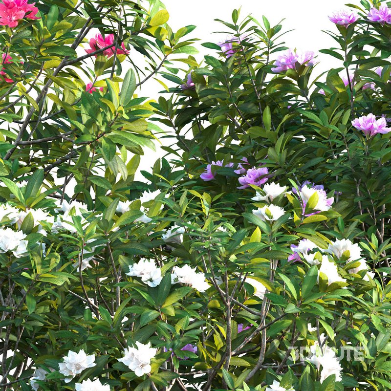 Rhododendron – Impatiens sodenii 02 Image 3
