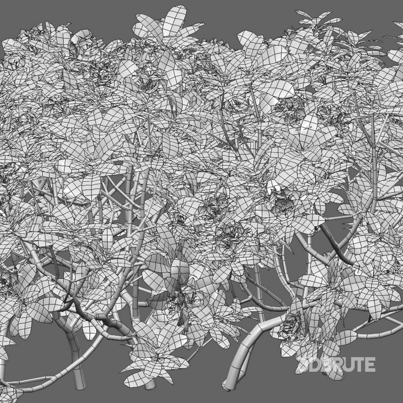 Rhododendron – Impatiens sodenii 02 Image 4