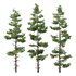 Pinus tree003 - Thumbnail 1