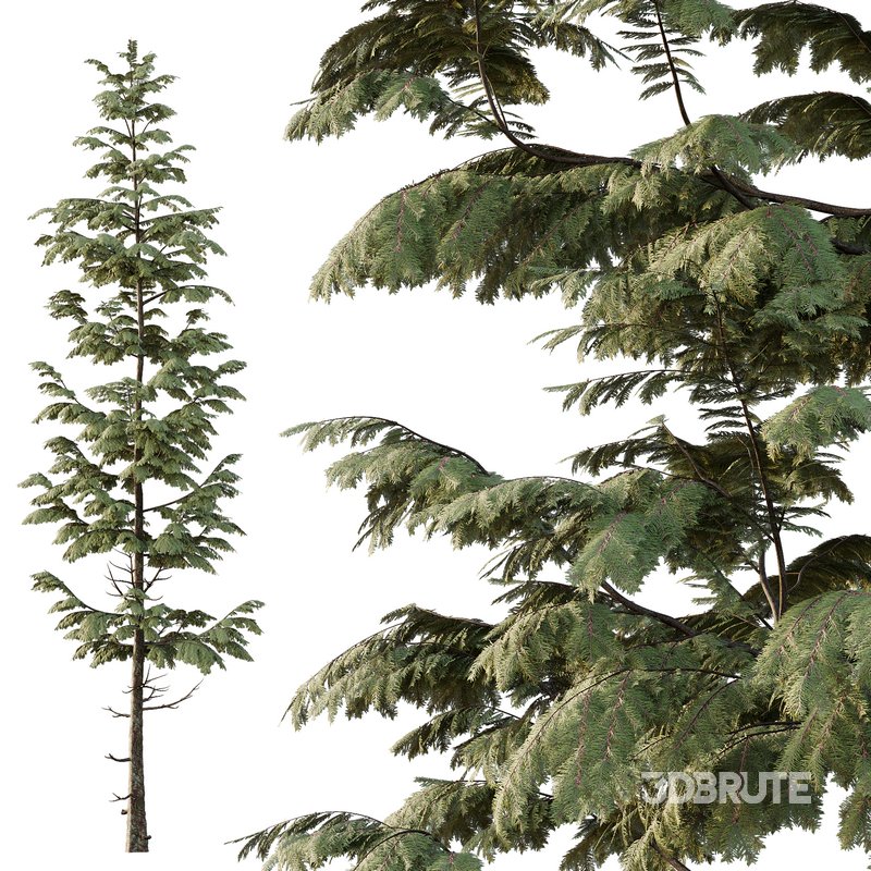 spruce tree007 Image 3