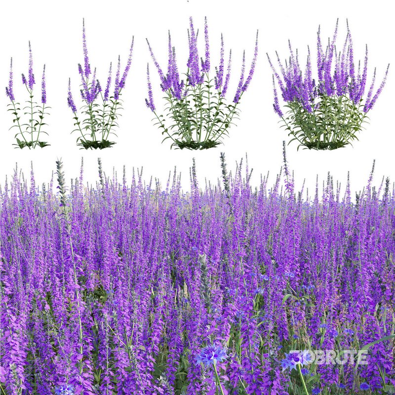 Salvia nemorosa Caradonna – Balkan clary Caradonna Image 1