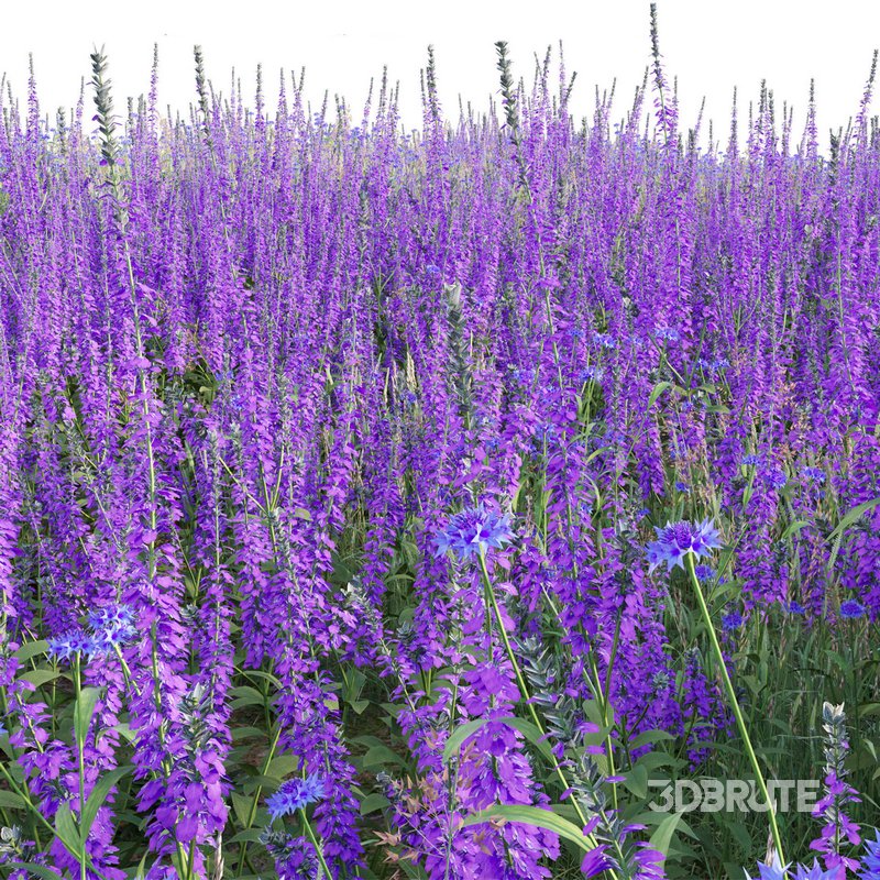 Salvia nemorosa Caradonna – Balkan clary Caradonna Image 5