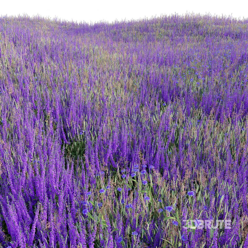 Salvia nemorosa Caradonna – Balkan clary Caradonna Image 4