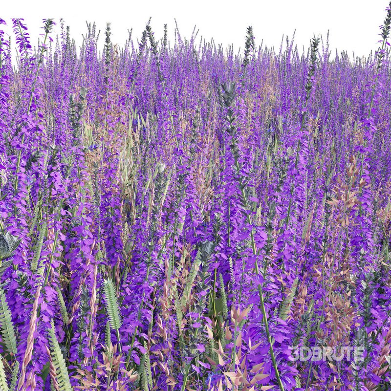Salvia nemorosa Caradonna – Balkan clary Caradonna Image 3