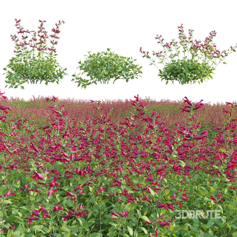 Salvia Wendy Wish – Sage Wendy Wish 02 Image 1