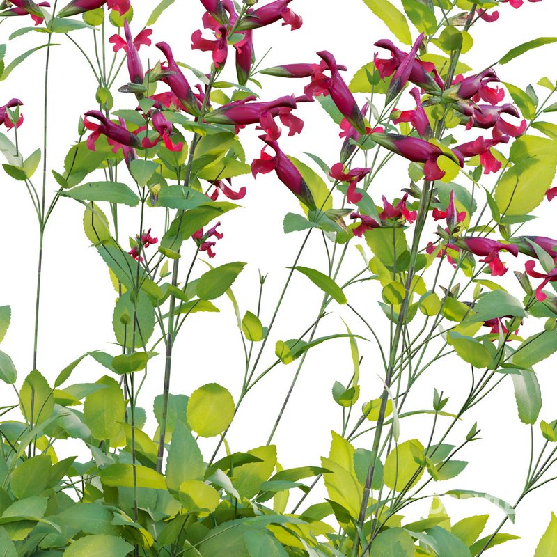 Salvia Wendy Wish – Sage Wendy Wish 02 Image 3