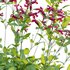 Salvia Wendy Wish – Sage Wendy Wish 01 - Thumbnail 3