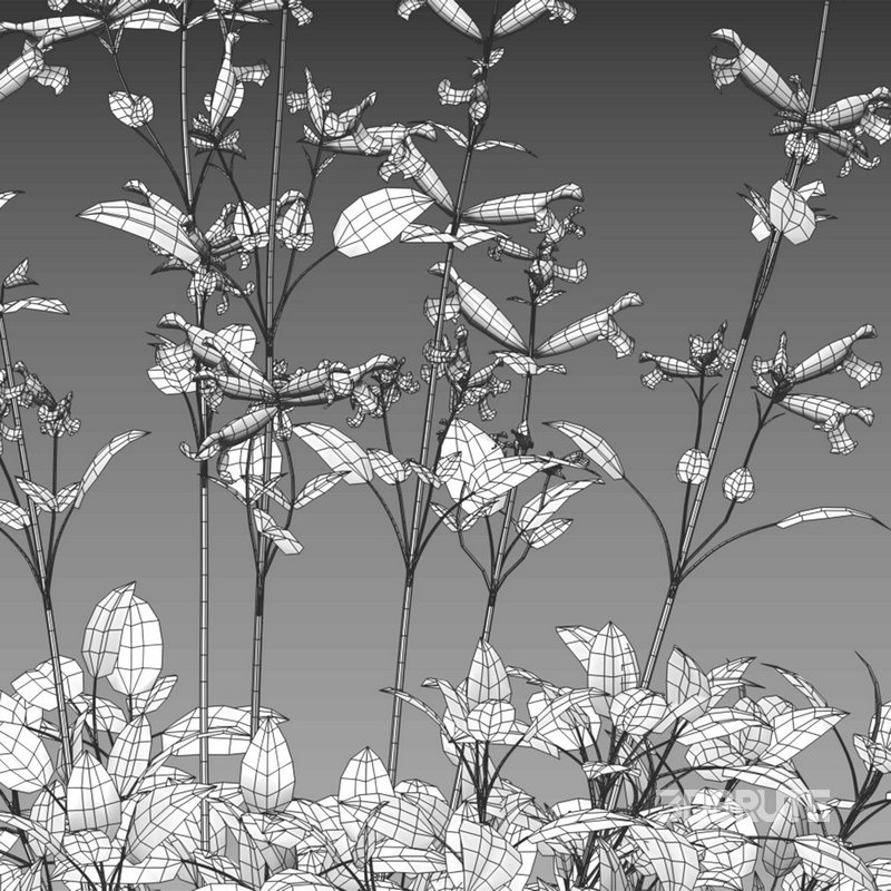 Salvia Wendy Wish – Sage Wendy Wish 01 Image 4