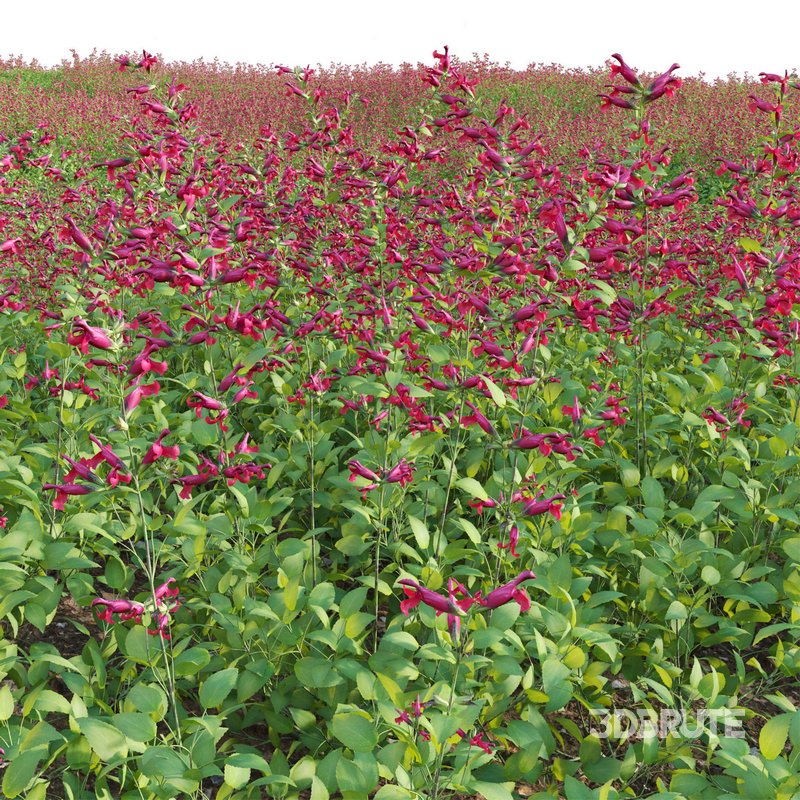 Salvia Wendy Wish – Sage Wendy Wish 01 Image 2