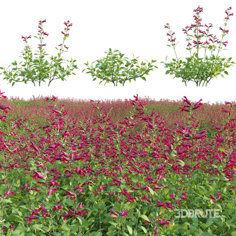 Salvia Wendy Wish – Sage Wendy Wish 01 Image 1