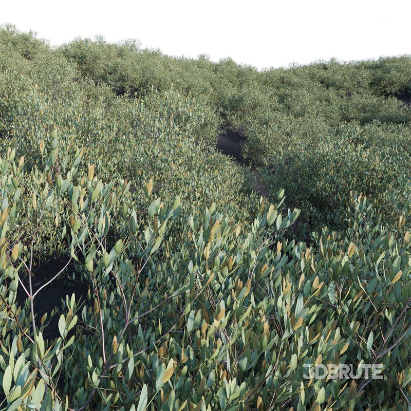 Simmondsia Chinensis – Jojoba Image 2