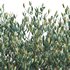 Simmondsia Chinensis – Jojoba - Thumbnail 3