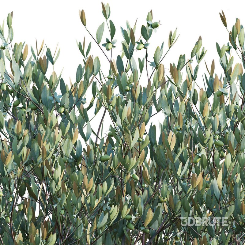 Simmondsia Chinensis – Jojoba Image 3