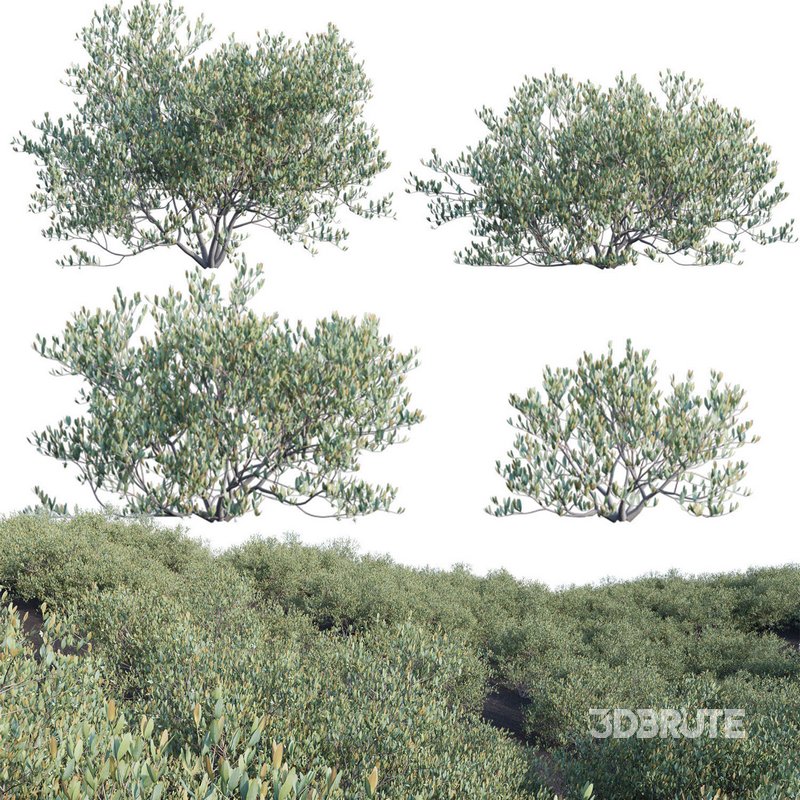 Simmondsia Chinensis – Jojoba Image 1