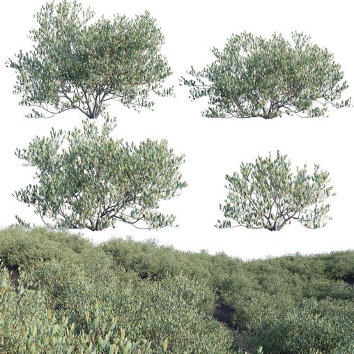 Simmondsia Chinensis – Jojoba