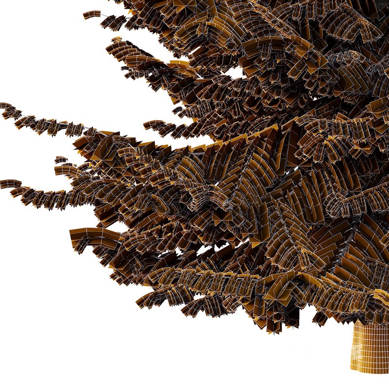 spruce tree002 Image 2