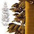 spruce tree007 - Thumbnail 4