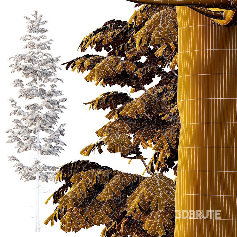 spruce tree007 Image 4