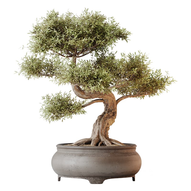 AV Indoor plants set 127 Mission Kalamata Leccino Arbequina Wilsonii Chemlali Olive Set Image 1