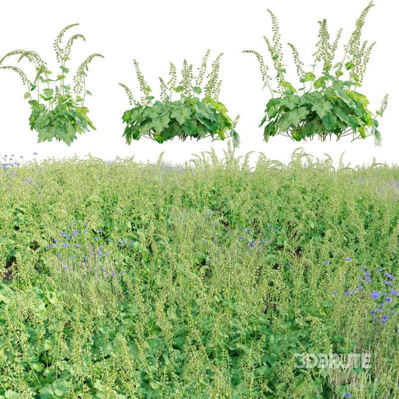 Tellima Grandiflora – Fringe Cups 02 Image 1