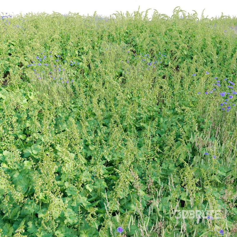Tellima Grandiflora – Fringe Cups Image 2