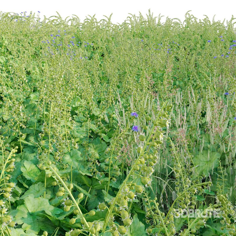 Tellima Grandiflora – Fringe Cups 02 Image 2