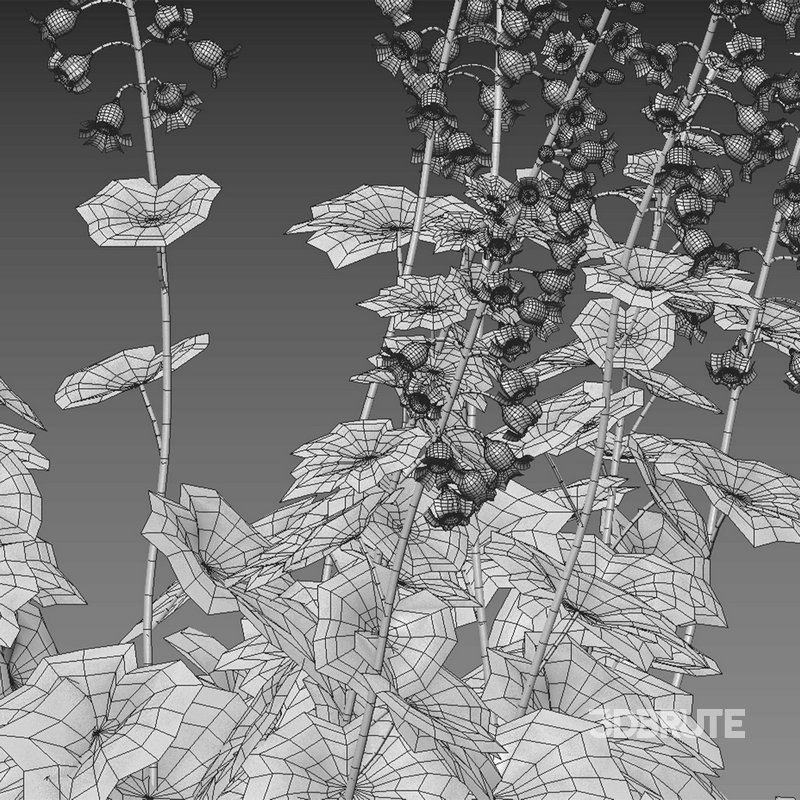 Tellima Grandiflora – Fringe Cups Image 4