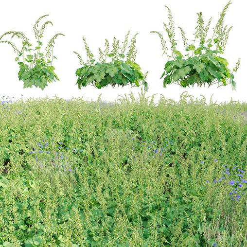 Tellima Grandiflora – Fringe Cups 02