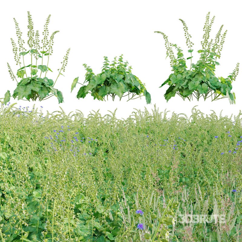 Tellima Grandiflora – Fringe Cups Image 1