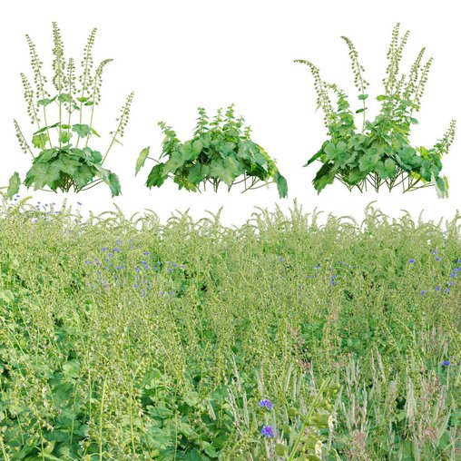 Tellima Grandiflora – Fringe Cups