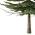 spruce tree002 - Thumbnail 3