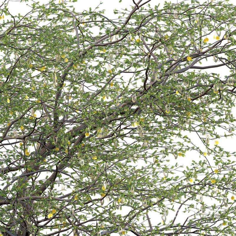Vachellia erioloba – Camel thorn 02 Image 4