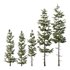 spruce tree007 - Thumbnail 2