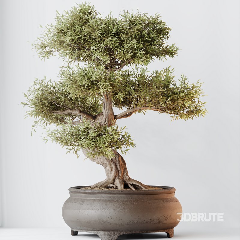 AV Indoor plants set 127 Mission Kalamata Leccino Arbequina Wilsonii Chemlali Olive Set Image 3