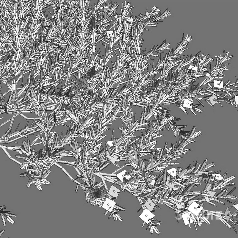 Myoporum Parvifolium- Yareena Image 3