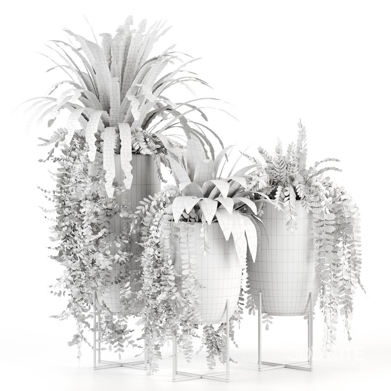 Indoorplants-149 Image 5