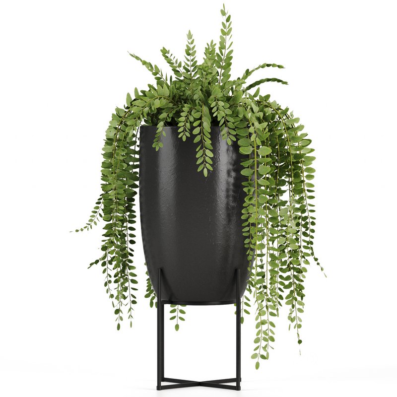 Indoorplants-149 Image 4