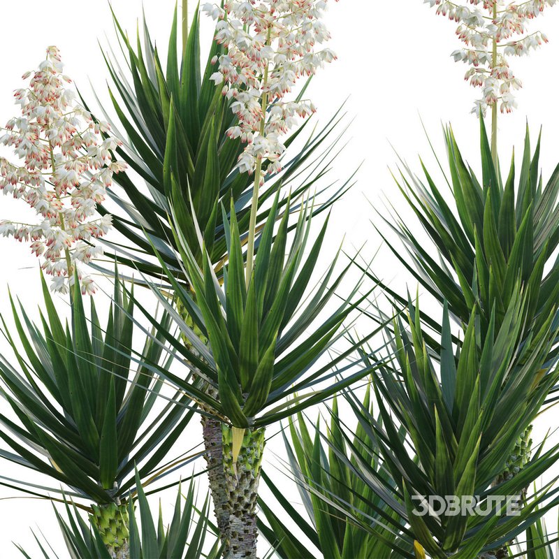 Yucca aloifolia – Spanish bayonet – Aloe yucca Image 2