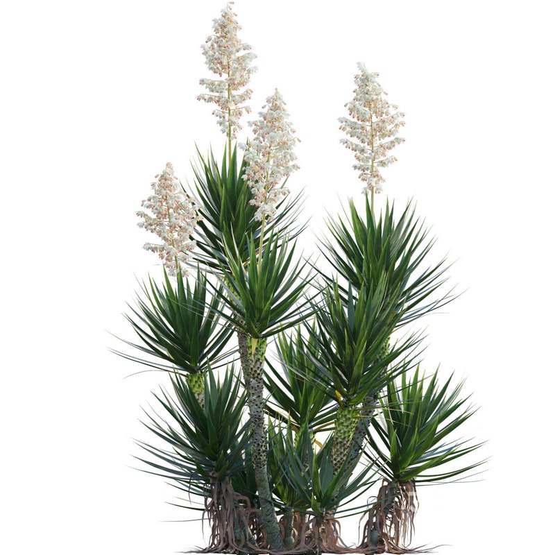 Yucca aloifolia – Spanish bayonet – Aloe yucca Image 3