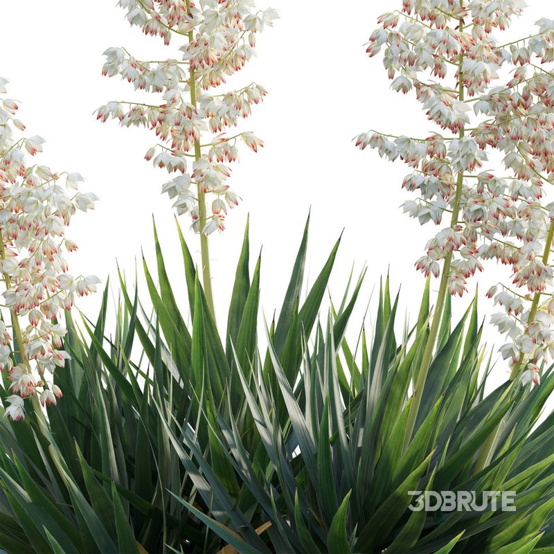 Yucca aloifolia – Spanish bayonet – Aloe yucca Image 4