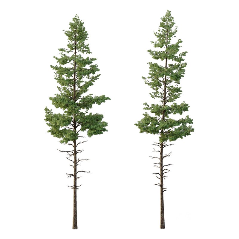 Pinus tree001 Image 1